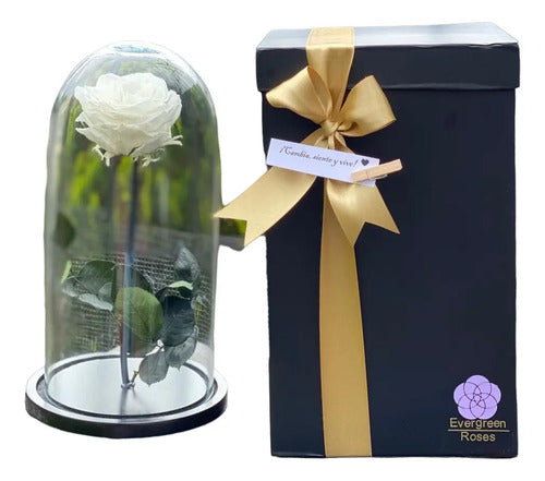 Rosa Preservada Cúpula Vidrio Y Caja Regalo Color Blanco Blanco