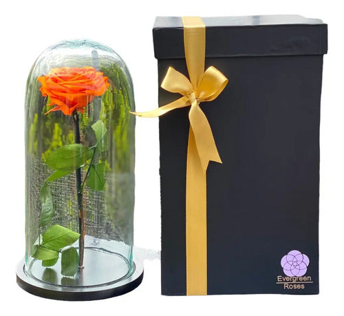 Rosa Preservada Cúpula Vidrio Y Caja Regalo Color Naranja Naranja Rosa