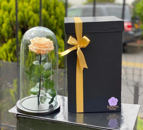 Rosa Preservada Cúpula Vidrio Caja Regalo Color Salmon Salmón