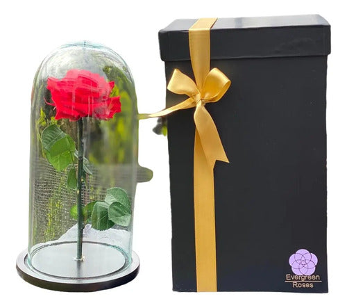 Rosa Preservada Cúpula Vidrio Y Caja Regalo Color Rojo Rojo