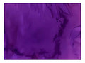 Papel Celofán Morado X 25  Pliegos 70*100 Cms  Morado