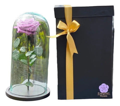 Rosa Preservada Cúpula Vidrio Caja Regalo Color Lila Lila
