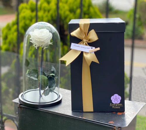 Rosa Preservada Cúpula Vidrio Y Caja Regalo Color Blanco Blanco