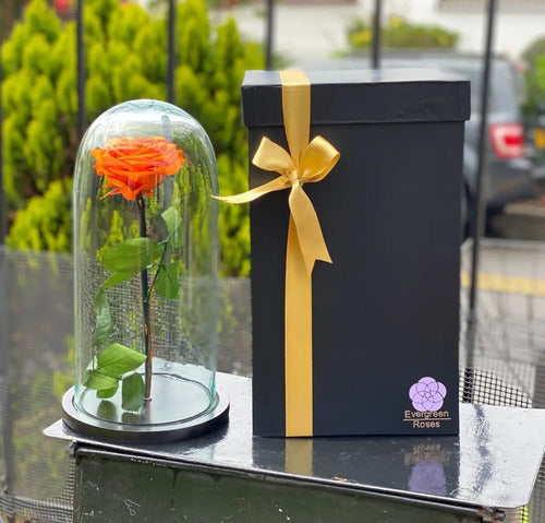 Rosa Preservada Cúpula Vidrio Y Caja Regalo Color Naranja Naranja Rosa